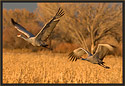 Sandhill Cranes 5807